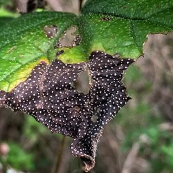 Close-up of spider web on leaf