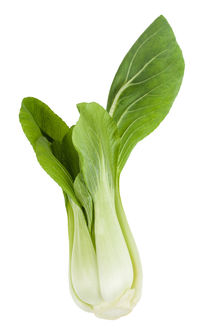 Close-up of leaf against white background