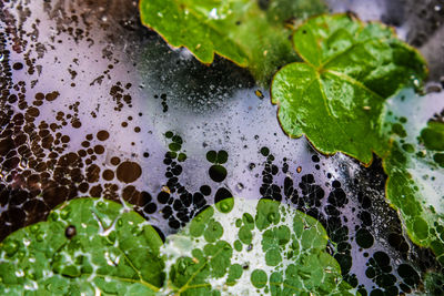 Close-up of raindrops on leaves