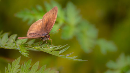 Close-up of butterfly on leaf