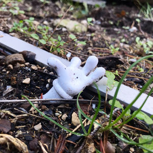 High angle view of white mushrooms growing on field