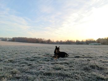 Dog walking on a cold winter day