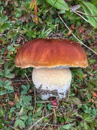 Close-up of mushroom on field