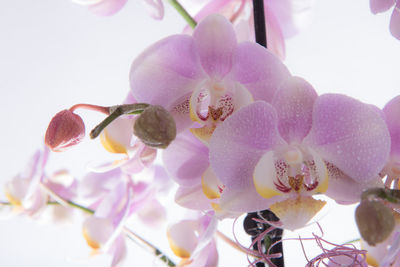 Close-up of pink orchid flowers