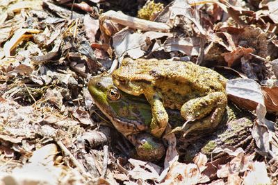 High angle view of frog on rock