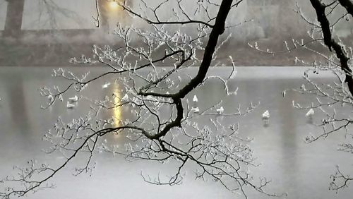 Close-up of snow on branch against sky during winter