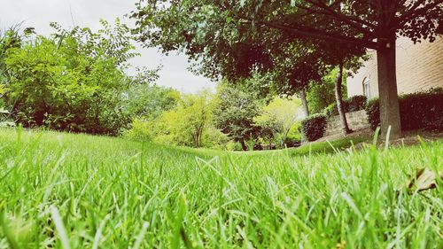 Plants growing on field against sky