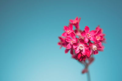 Close-up of pink cherry blossom