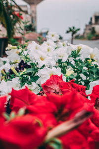 Close-up of red flowering plant