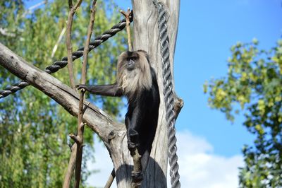 Low angle view of monkey on tree