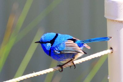 Blue bird perching on a leaf