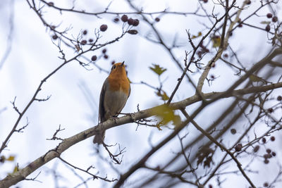 Low angle view of bird perching on branch