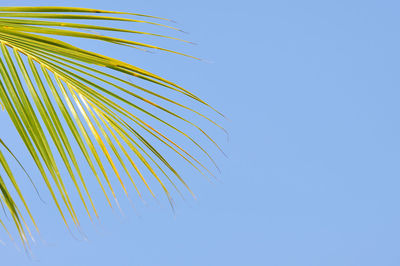 Low angle view of palm leaves against clear blue sky