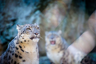 Close-up of snow leopard looking away