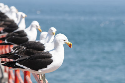 Seagulls rest on the railing along the promenade of viña del mar chile. in the background the ocean