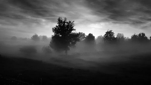 Trees on landscape against sky
