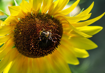 Close-up of honey bee on sunflower