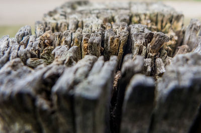 Close-up of lichen on tree trunk