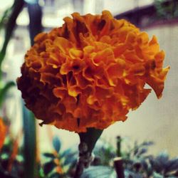 Close-up of yellow flower