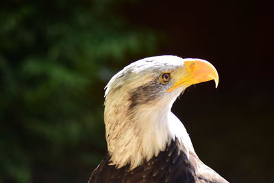 Close-up of bald eagle outdoors