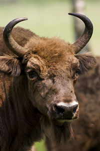 Bison in the woods in lithuania.