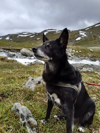 Black dog looking away on rock against sky