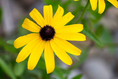 Close-up of yellow flower blooming outdoors