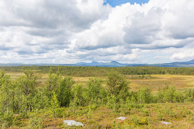 Birch trees in a wild mountainous landscape view