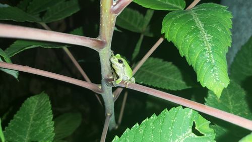 Close-up of insect on leaf