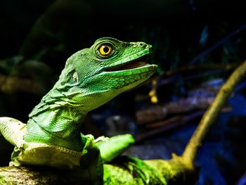 Close-up of green lizard