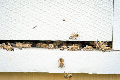 Close-up of bee flying against wall