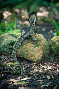 Close-up of lizard on rock