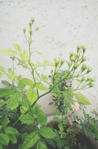Close-up of fresh green plant