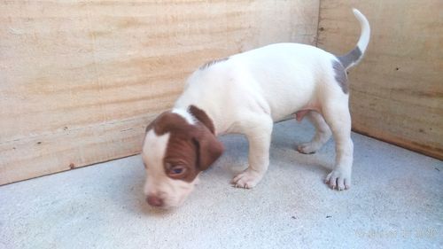 High angle view of puppy relaxing on floor