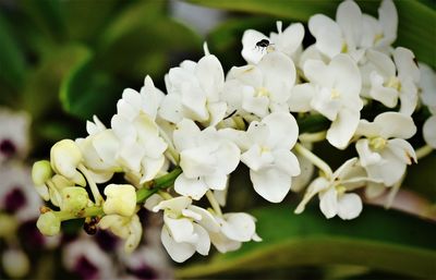 Close-up of white flowering plant