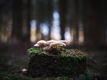 Close-up of mushroom growing in forest