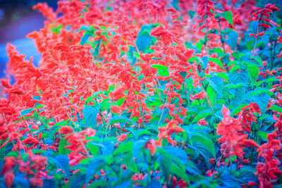 Full frame shot of red flowering plant