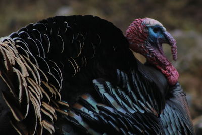 Close-up of birds