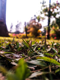 Close-up of fresh green plants