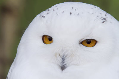 Close-up portrait of white owl