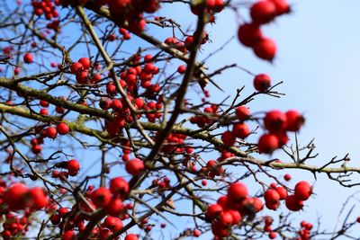 Low angle view of fruits on tree