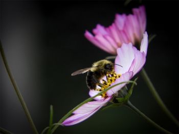Close-up of bee pollinating on purple flower