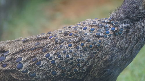 Close-up of lizard