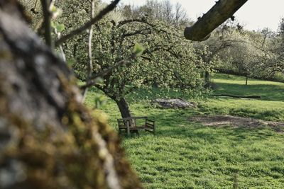 Trees growing on field