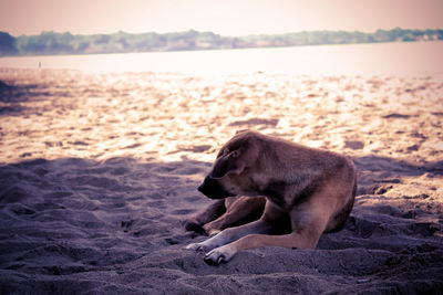 Dog on beach