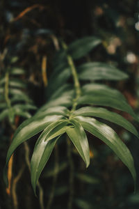 Close-up of plant growing on field