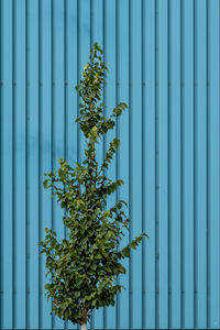 Plant growing on metal fence against blue wall