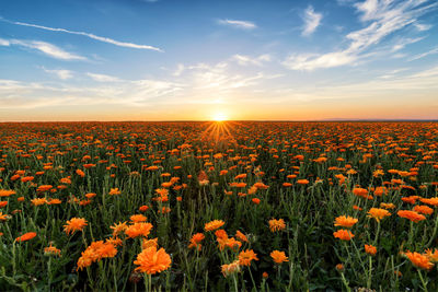 Scenic view of oilseed rape field against sky during sunset