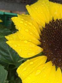 Close-up of water drops on flower