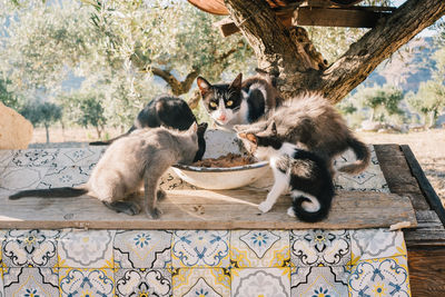 Cats on wood